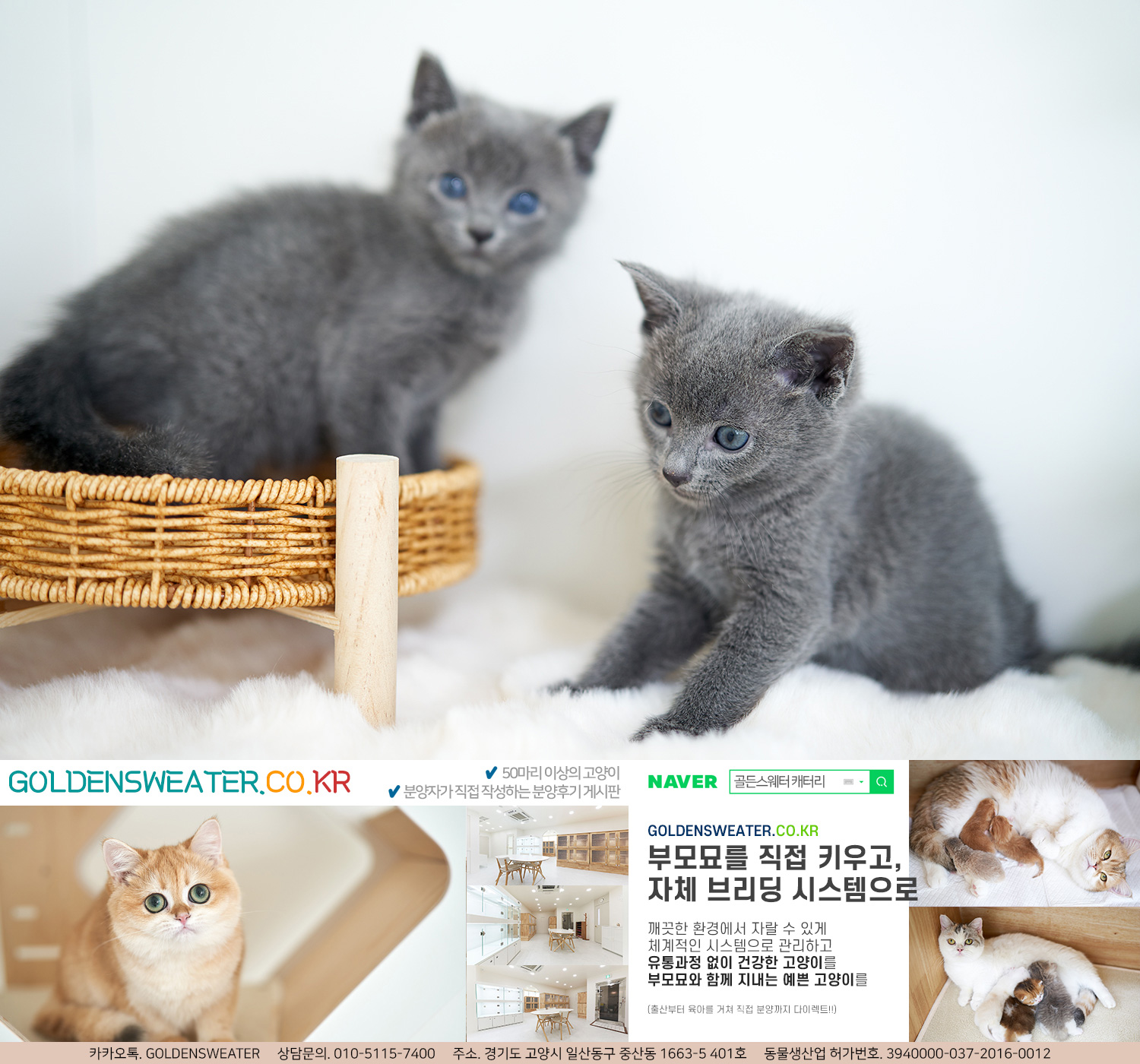  김포고양이분양 러시안블루라는 고양이 품종에 매력을 느꼈는데,
