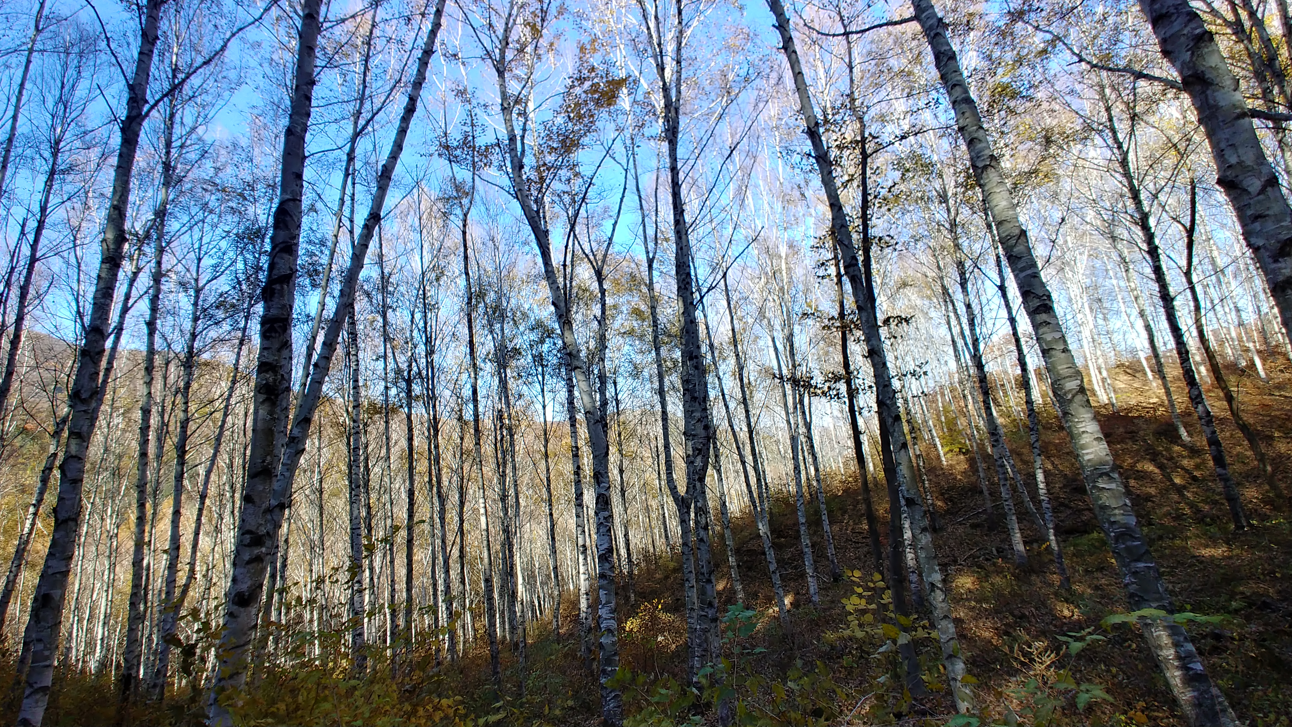 김천치유의숲 자작나무숲