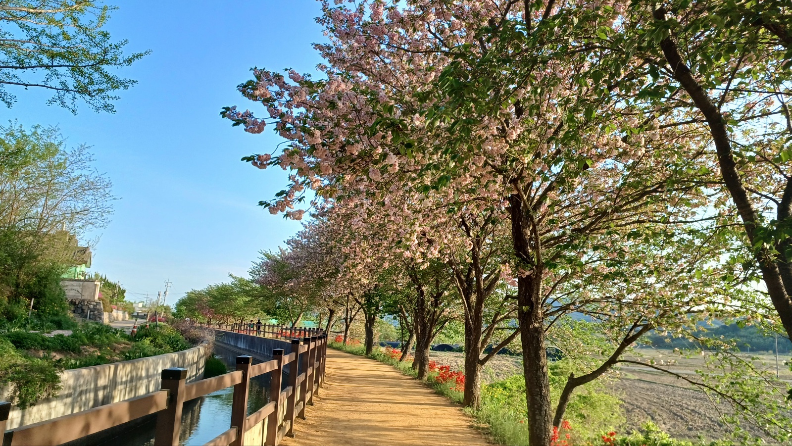 선덕여왕길 겹벚꽃17