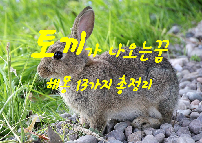  토끼꿈 해몽 13가지 총정리