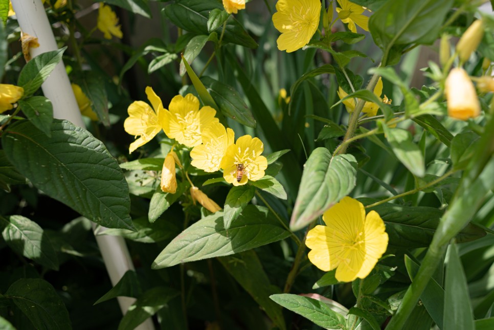 꽃사진 여름의 시골 4