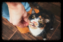 고양이가 간식을 무는 모습. 출처 : Pixabay