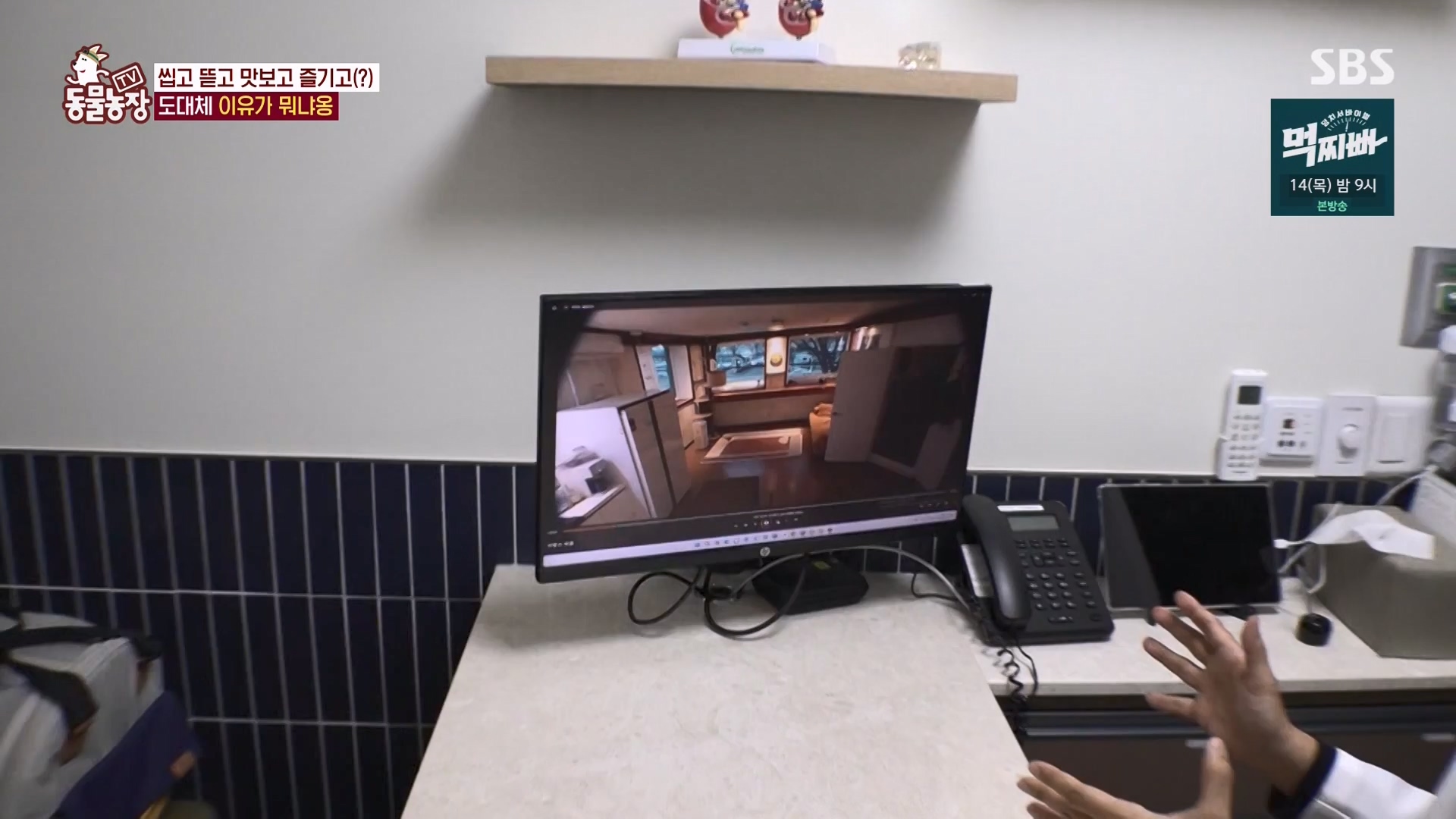 TV 동물농장.E1162.240310p-NEXT.mp4_20240310_162852.948.jpg