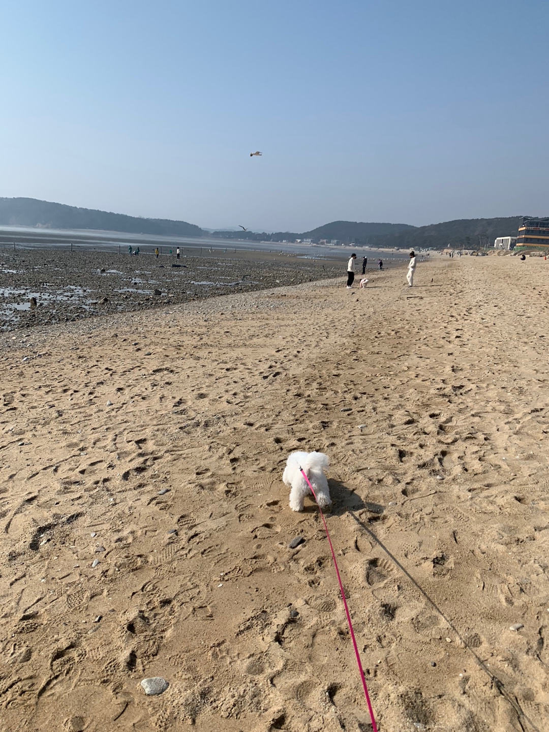 동구의 똥꼬발랄한 영종도 마시안해변 봄 산책 모습(2)