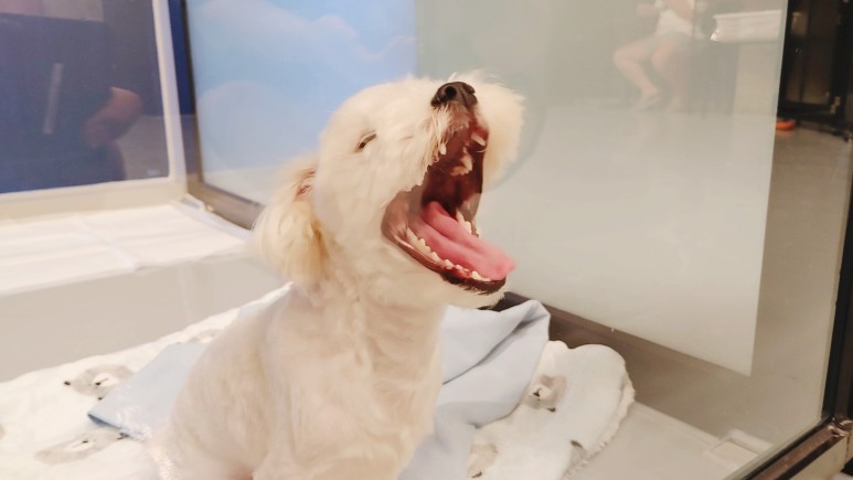 황금동 '도그 데이트' 가게 위쪽 굿! 대구 애견호텔 미용 10