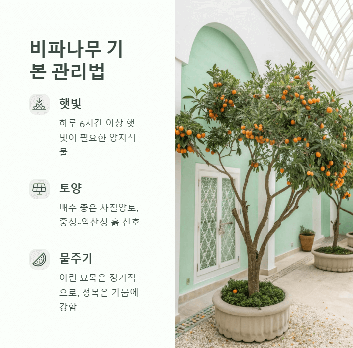 비파나무 재배법