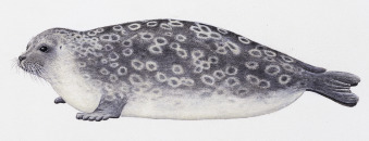 [동물 백과] 고리무늬물범 Pusa hispida (Ringed Seal)
