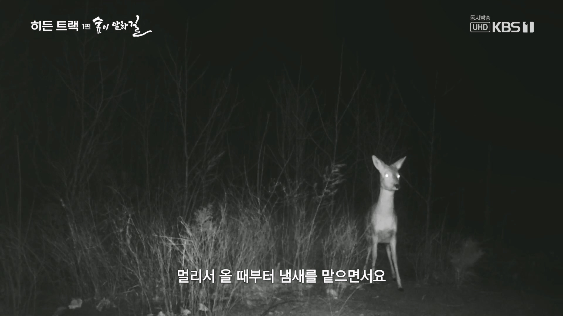 다큐 인사이트.E176.231214p.H264-F1RST.mp4_20231215_205450.660.jpg