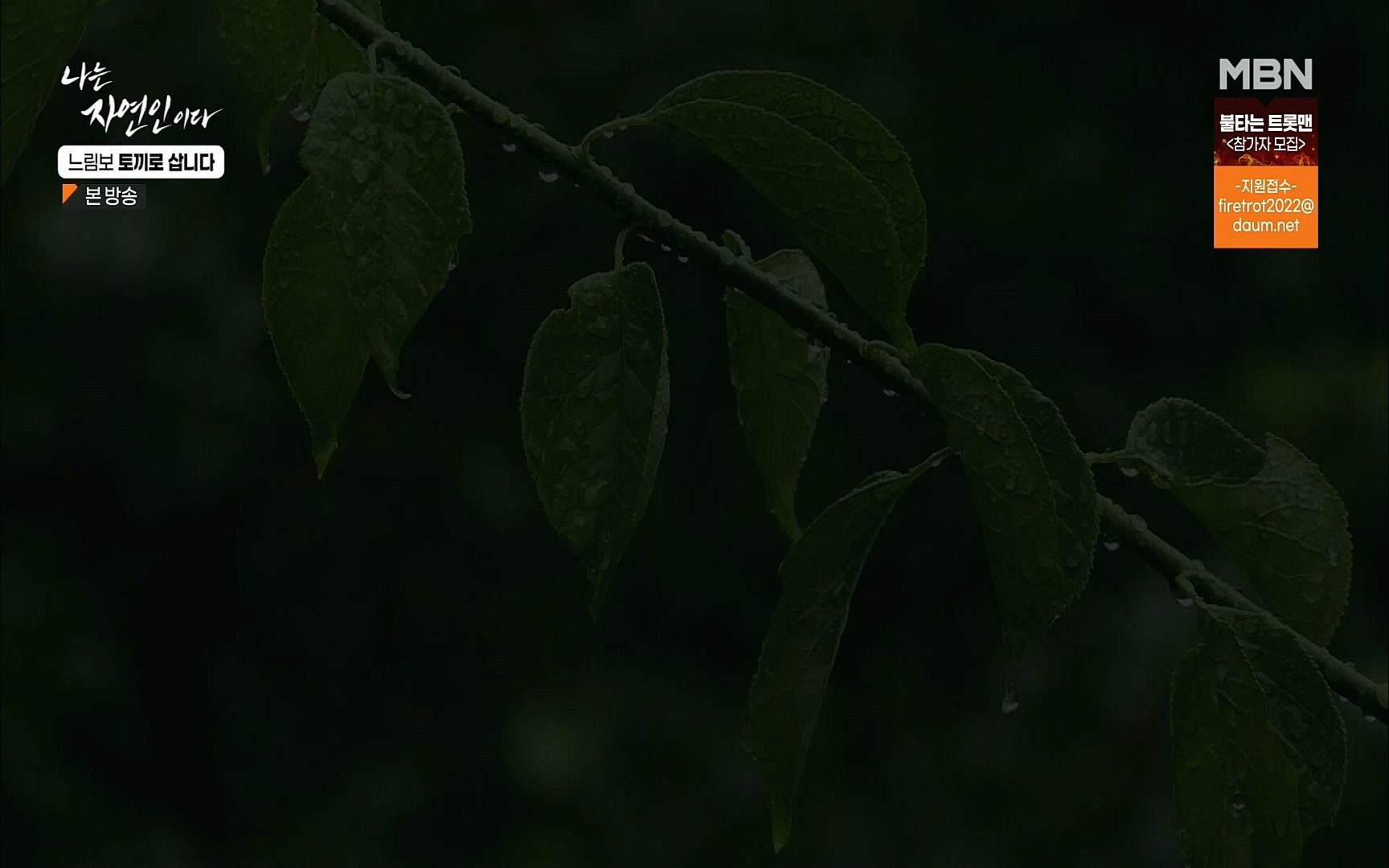 나는 자연인이다.E514.220810p.H264-F1RST.mp4_20220811_202611.023.jpg