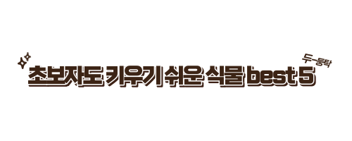  초보자도 쉽게! 집에서 키울 수 있는 공기정화식물 Best 4