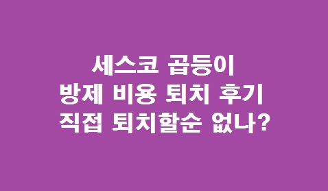 세스코 곱등이