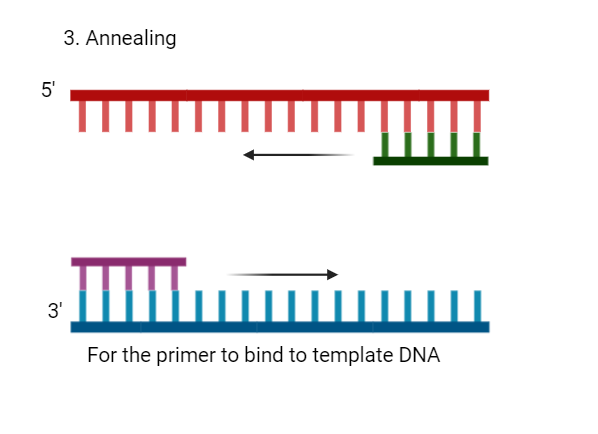 PCR Polymerase Chain Reaction pcr-polymerase-chain-reaction