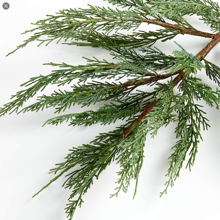  사이프러스 (CYPRESS) 효능 및 부작용, 올바른 섭취법 알고 가세요.