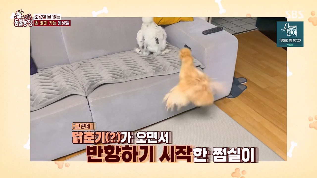 TV 동물농장.E1175.240610p-NEXT.mp4_20240609_160253.139.jpg