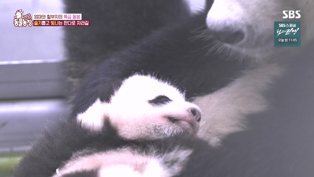 TV 동물농장.E1142.231023p-NEXT.mp4_20231022_173959.573.jpg