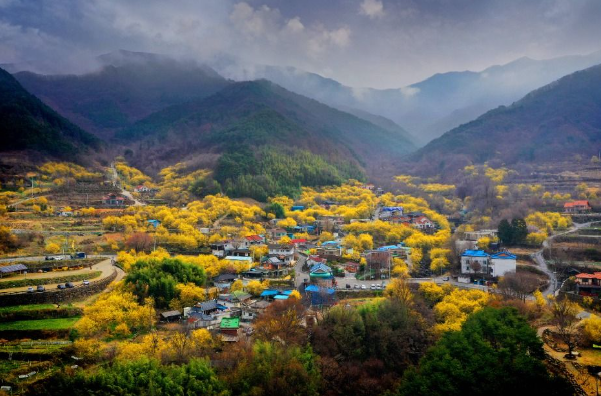 구례 산수유축제 기간 (2025년 개화시기) 안내
