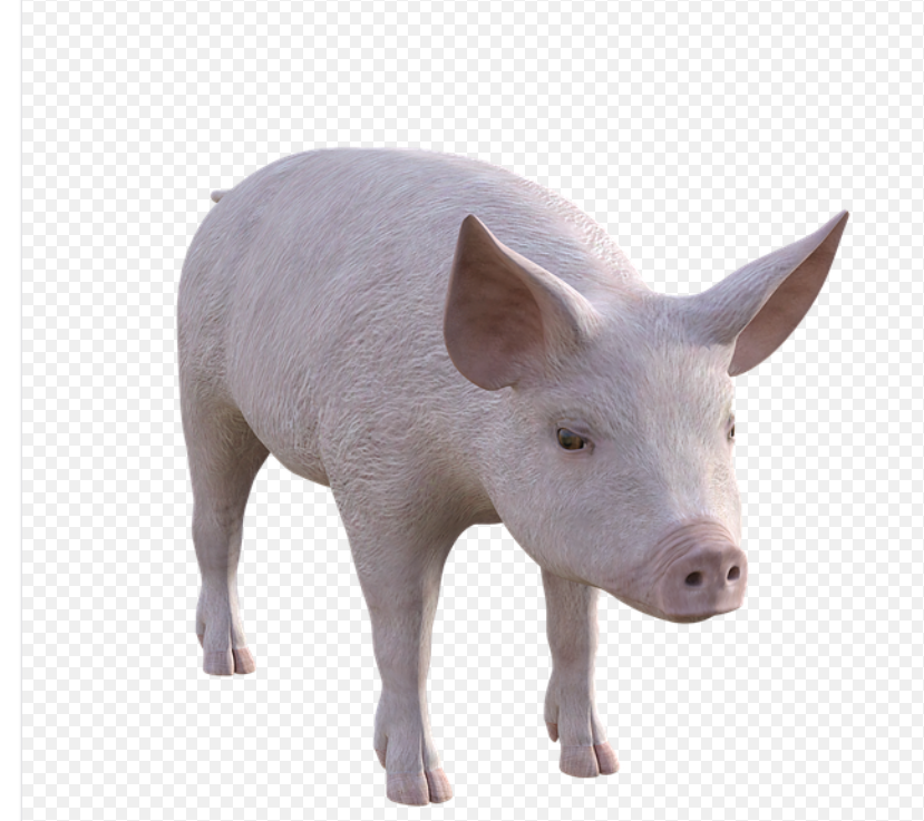  [2022년 띠별 운세]연도와 나이별 돼지띠 운세 무료 정보.