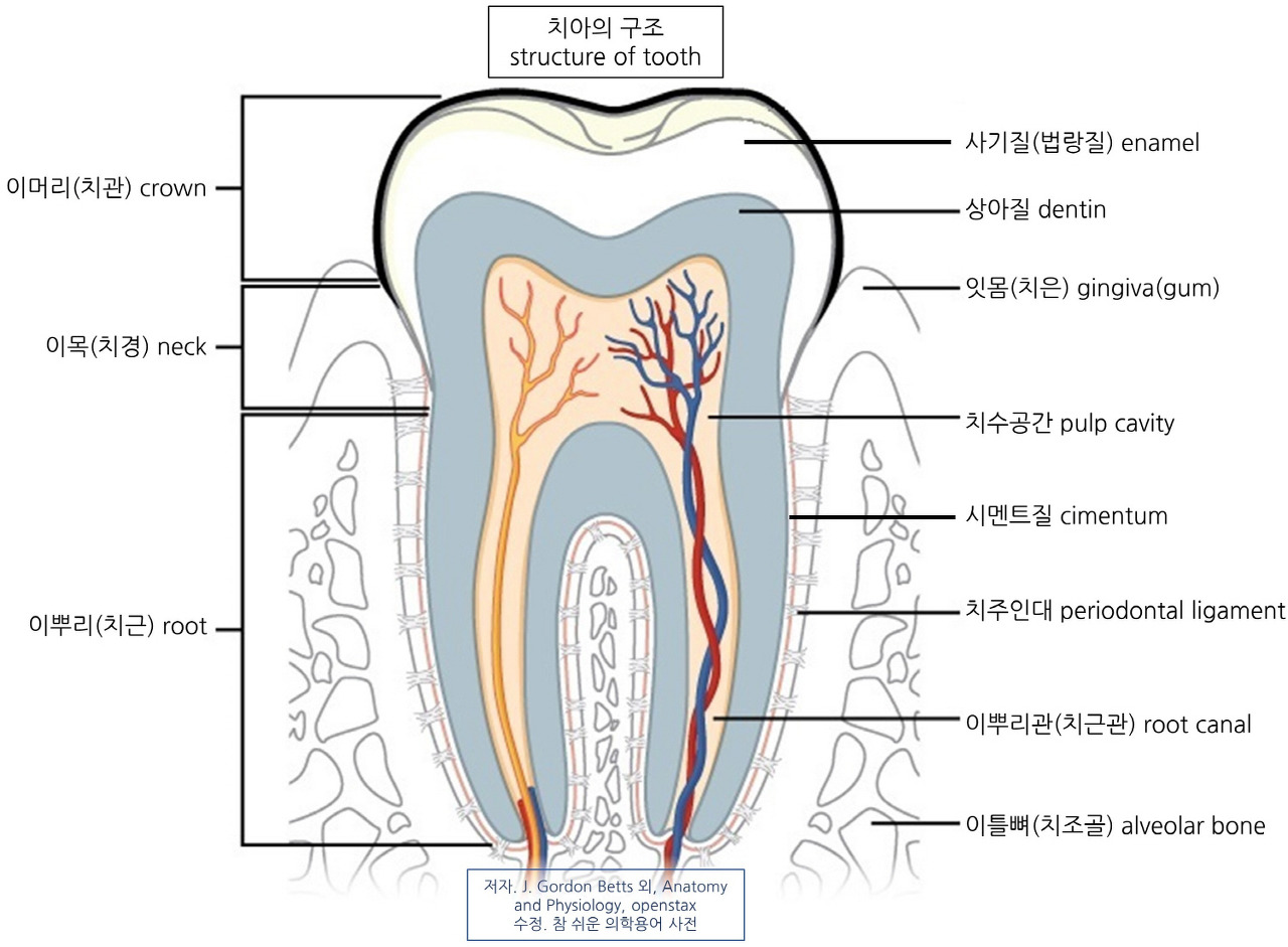 치아의 구조를 보여주는 이미지