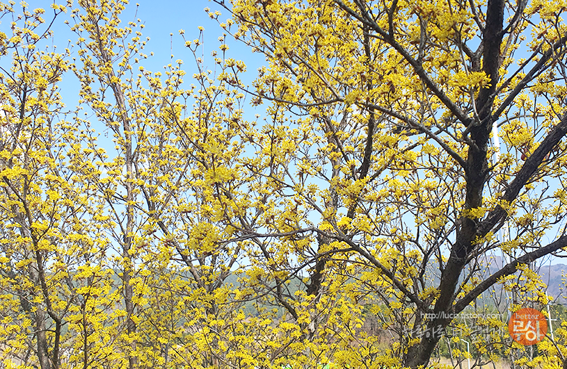 산수유