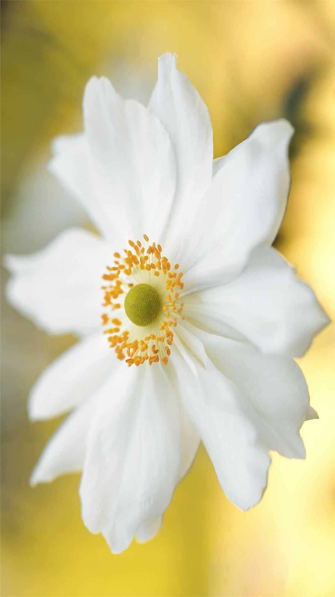 Anemone Flower iPhone Wallpaper