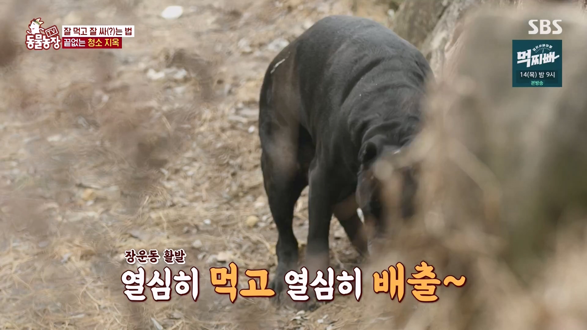 TV 동물농장.E1162.240310p-NEXT.mp4_20240310_162857.441.jpg