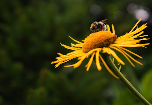 bee