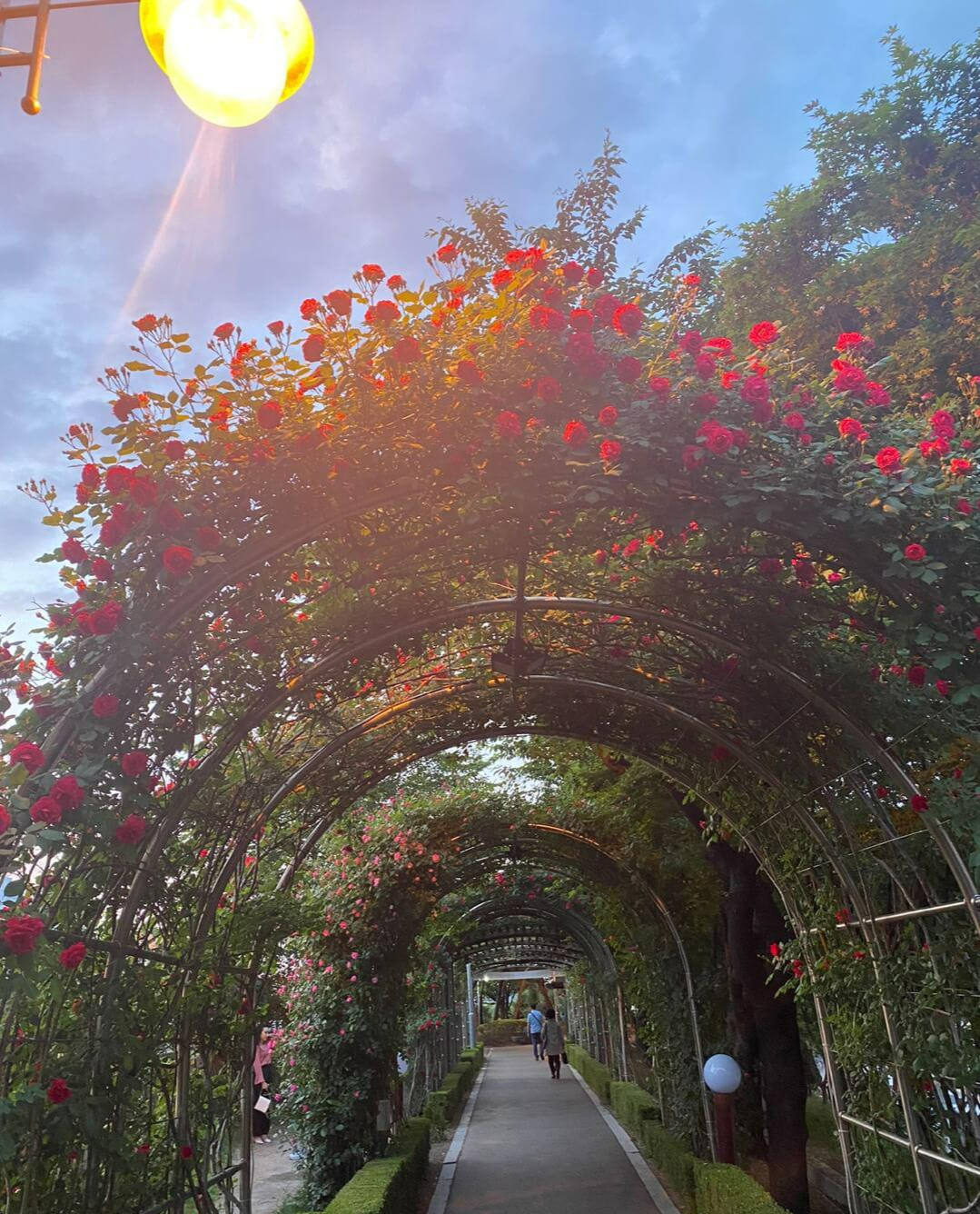 beautiful long rose tunnel