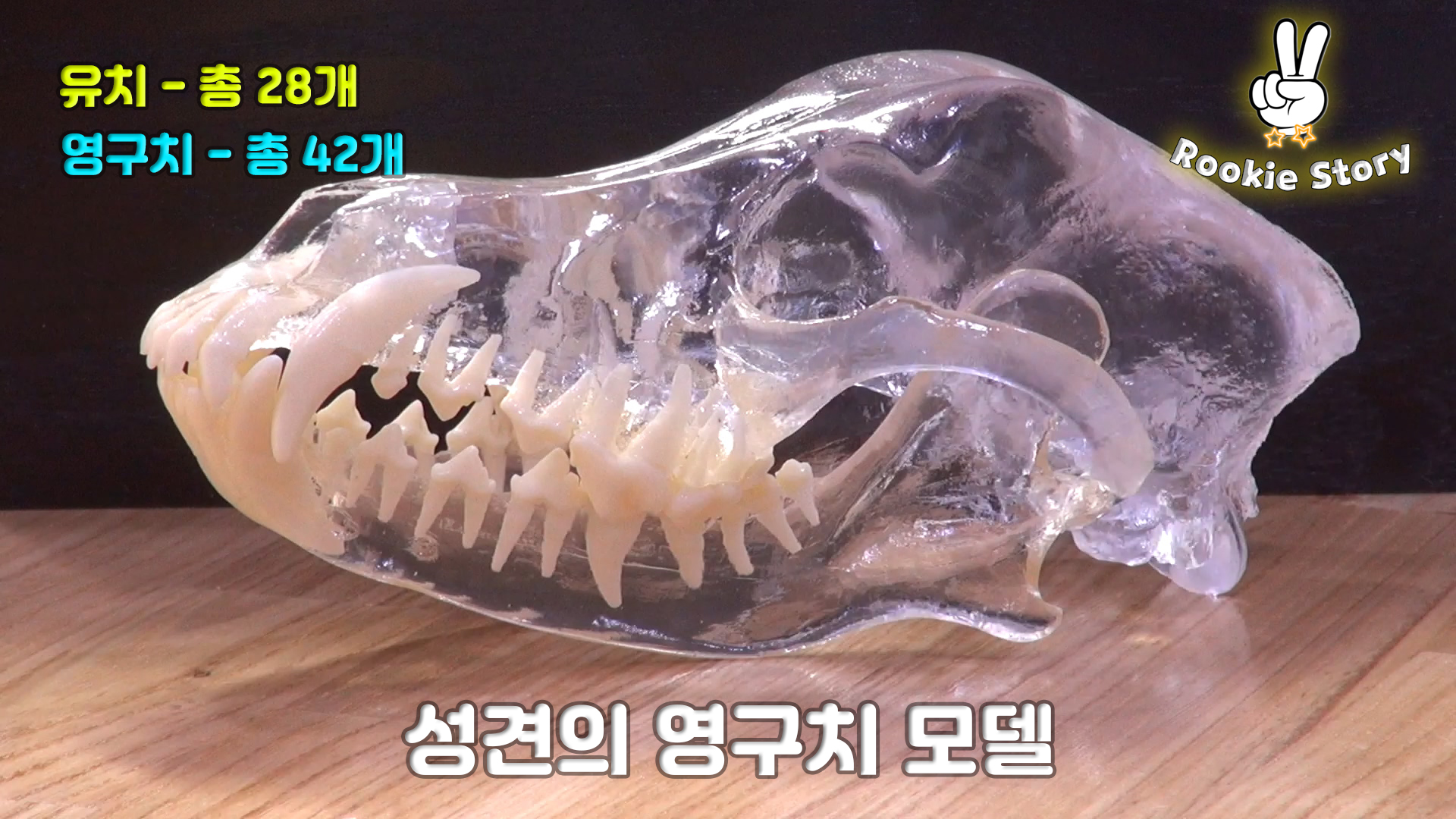  애견 의료 정보 강아지 이갈이 시기와 이빨 치아 관리