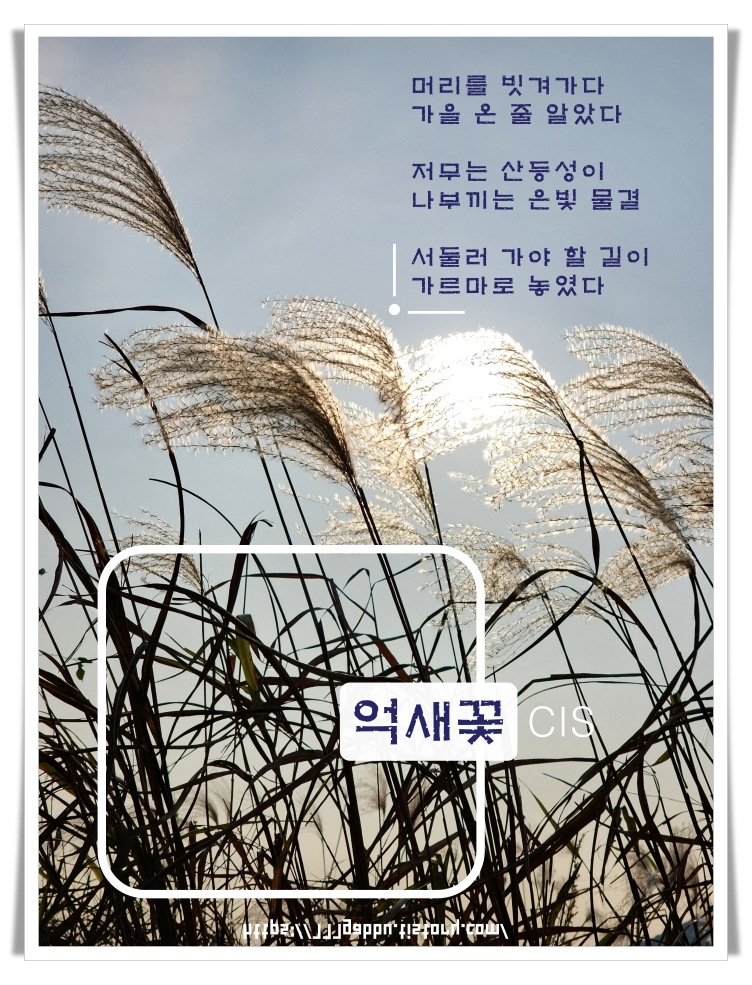 &quot;alt&quot;:&quot;억새꽃&quot;