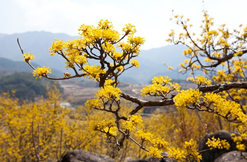  산수유 효능 먹는법 알아보세요