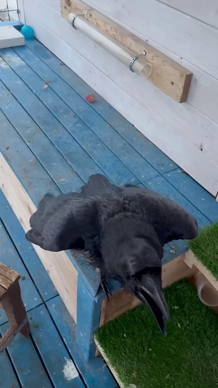 IQ가 가장 높은 새.gif IQ가 가장 높은 새.gif