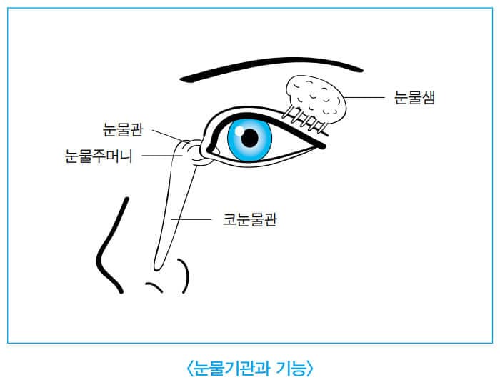눈물기관과 기능 (출처 : 인다라한의원)