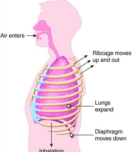 폐 섬유증의 일반적인 증상