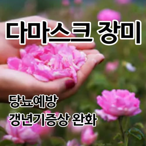  갱년기 당뇨예방 다마스크 장미꿀 효능 다마스크 로즈 추출물 효능 부작용 없이 먹는법 천연꿀 사양꿀 구별법/damask rose