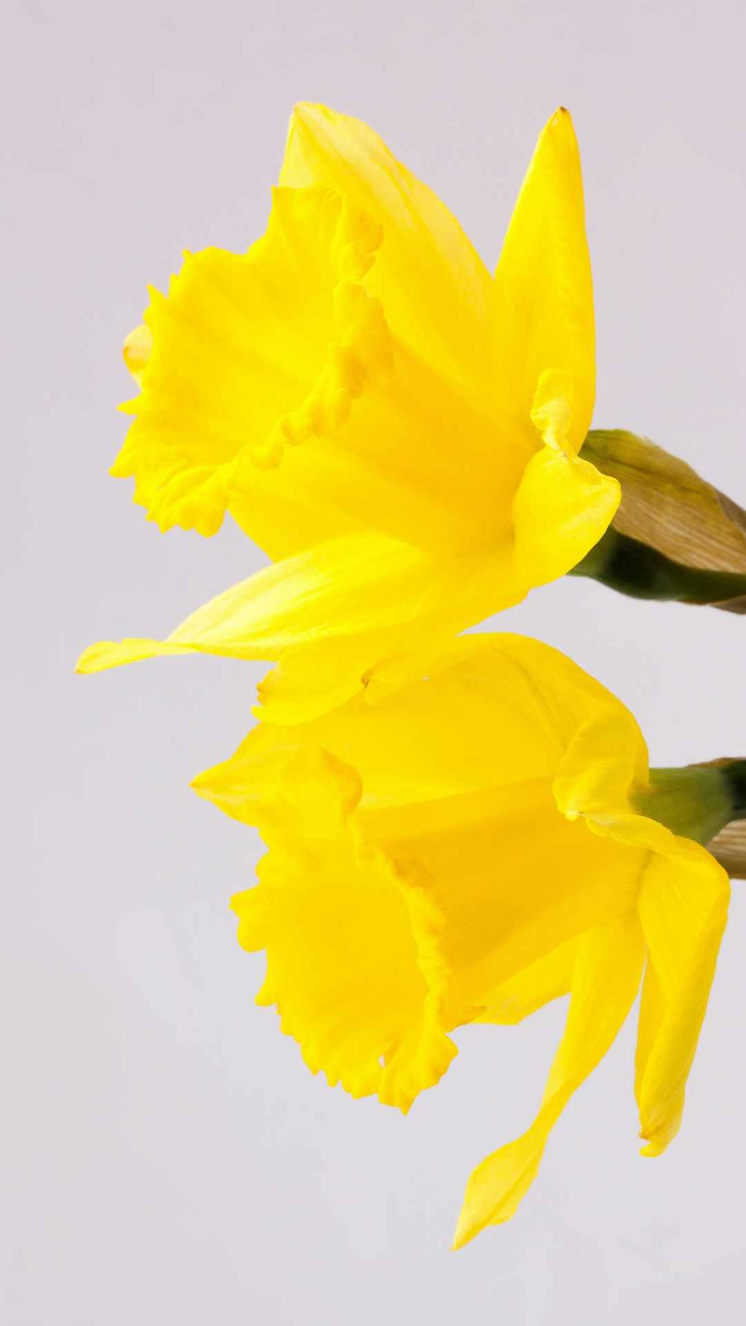 Daffodil Flower iPhone Wallpaper