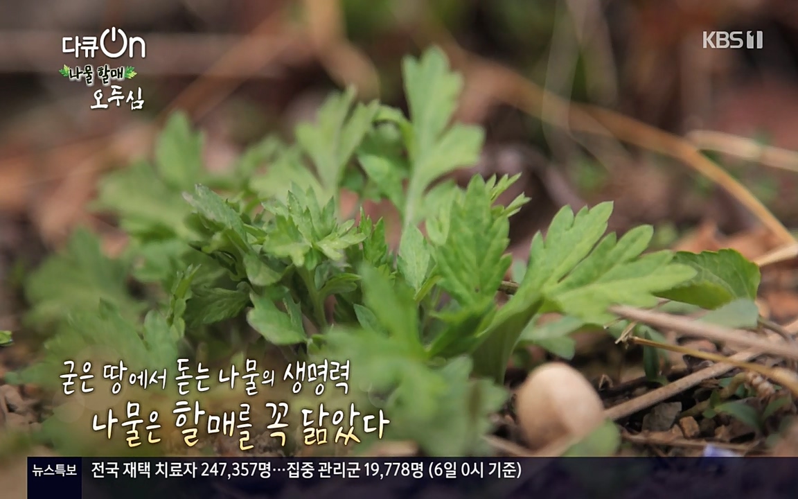 다큐 온.E138.220507p-NEXT.mp4_20220507_182924.216.jpg