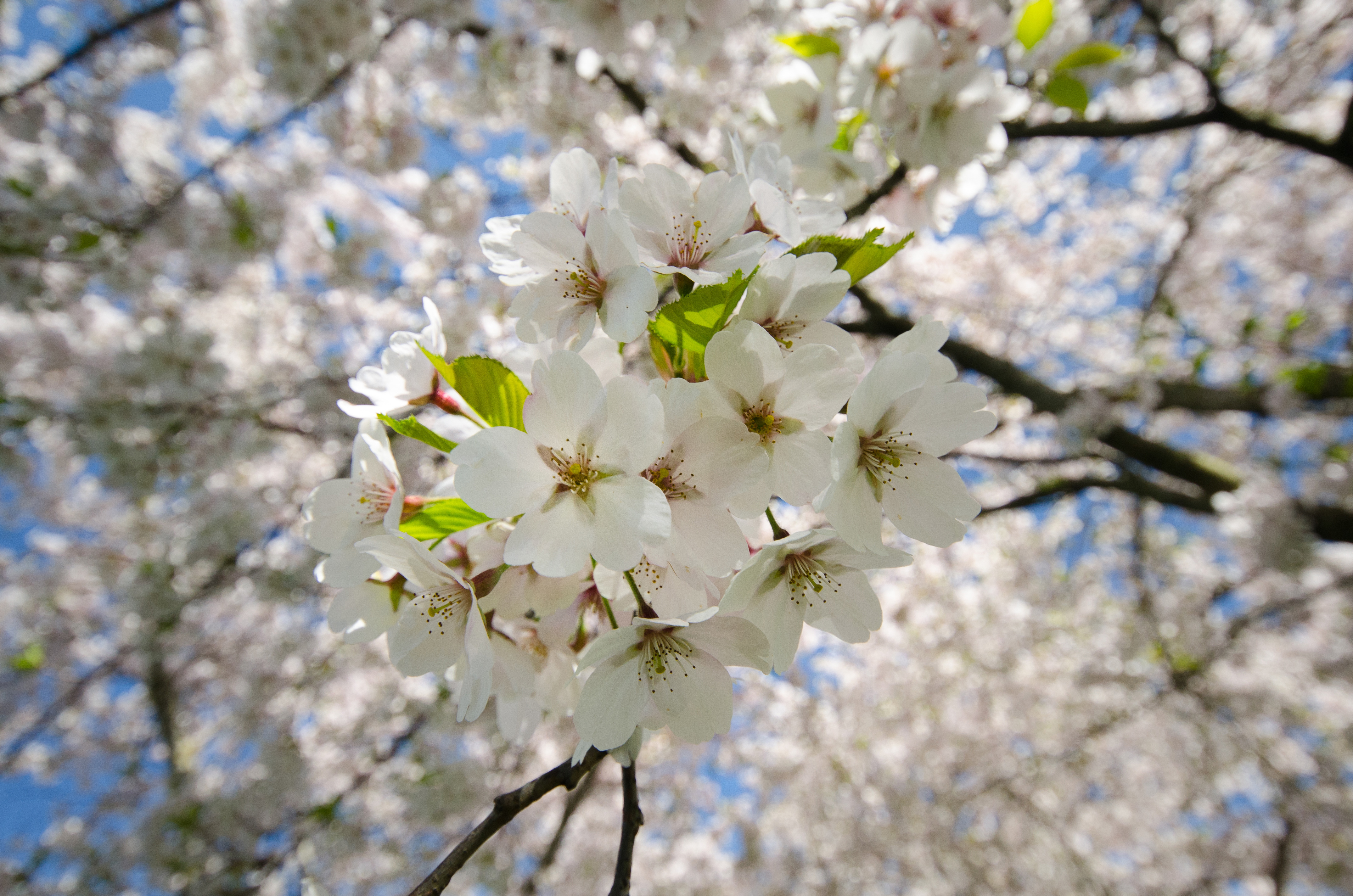 삼회리 벚꽃