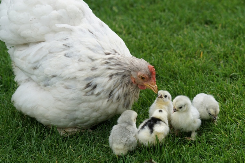 하얀 어미 닭과 함께 있는 병아리들 사진