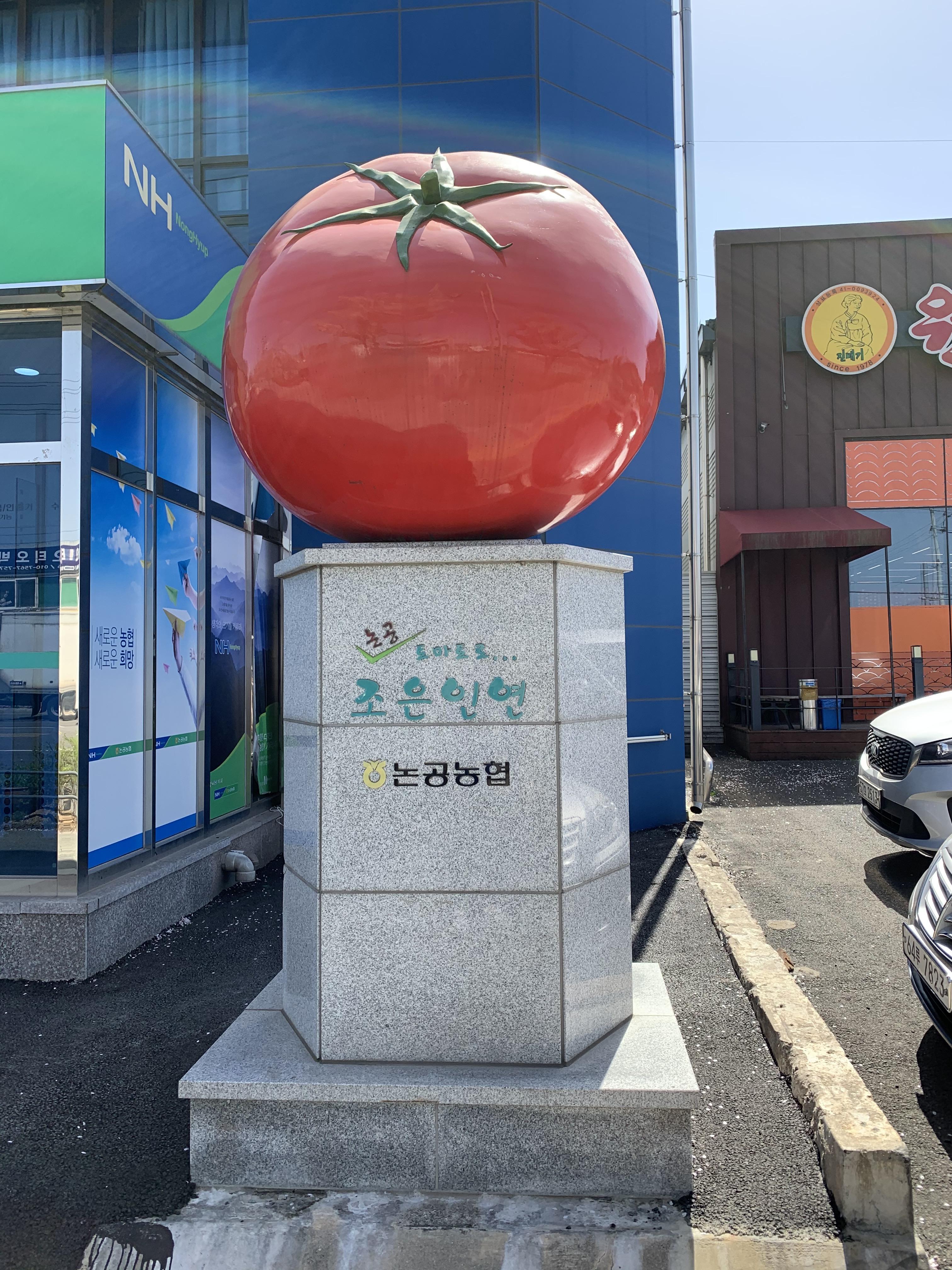  팜팜팜스 창업일기 : 달성 논공 동양종 완숙 찰토마토 판매 게시! +토마토의 종류(동양종 토마토vs유럽종 토마토)