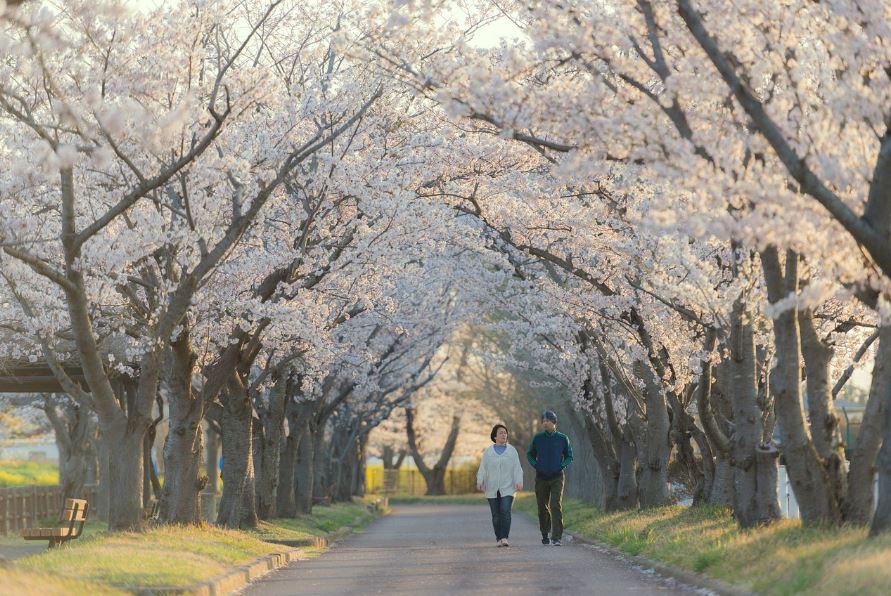 벚꽃길을 걷는 부부 사진