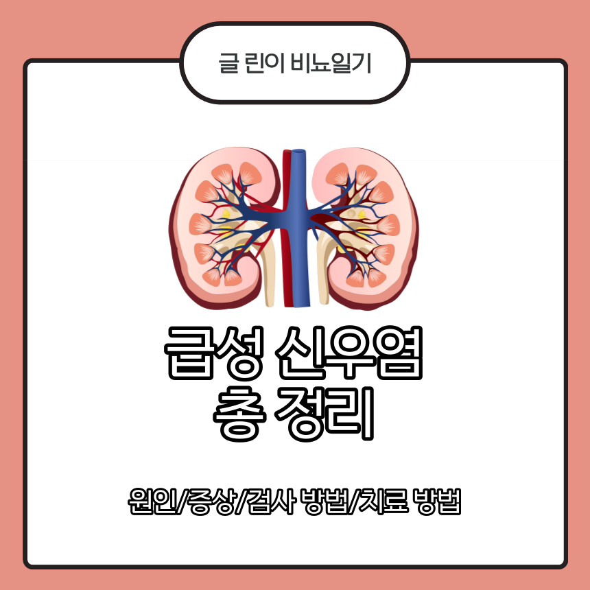  급성 신우염 총 정리