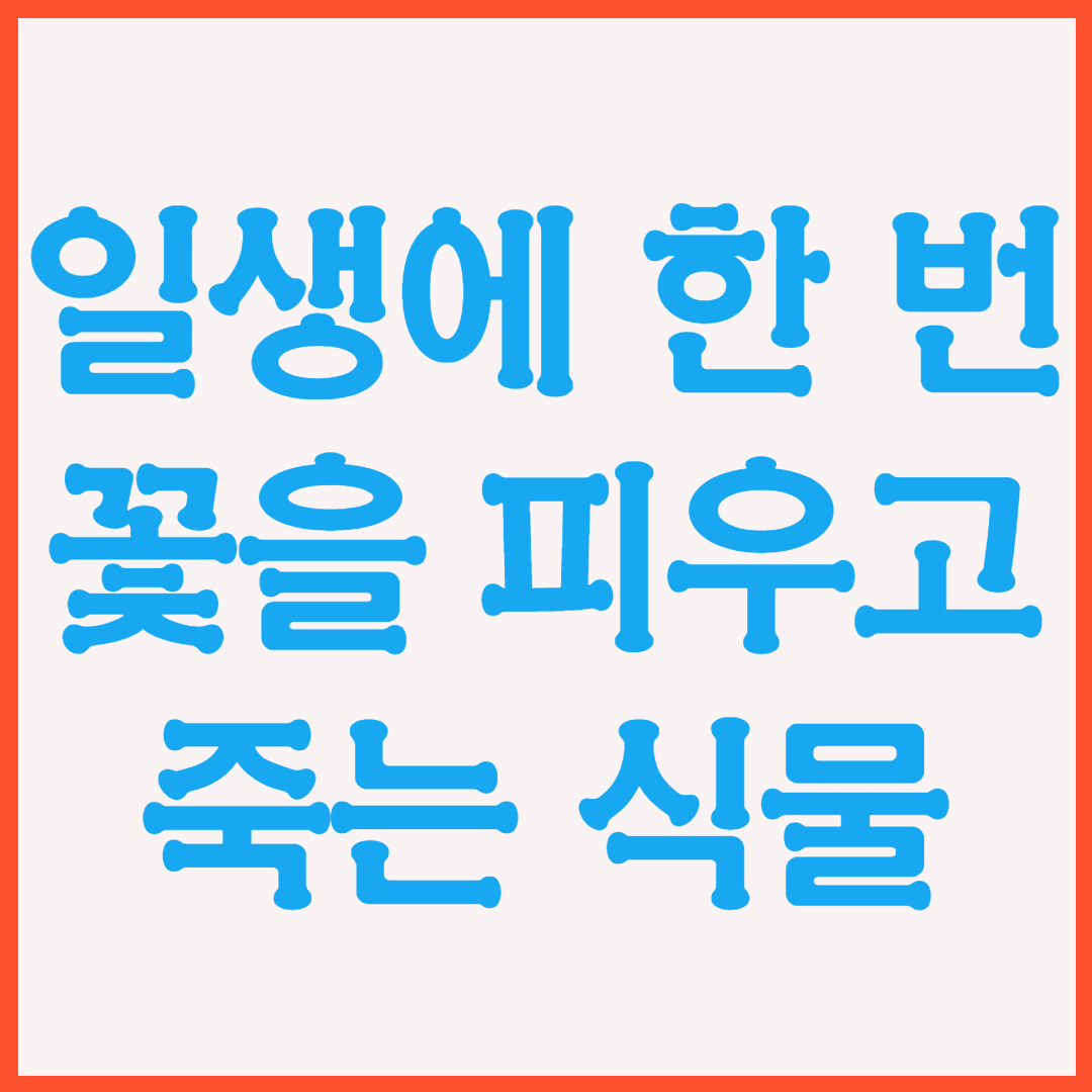  일생에 한 번 꽃을 피우고 죽는 식물들-정선바위솔,황변만년란,대나무,용설란