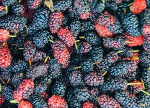 뽕나무 열매 오디 효능 10가지와 오디 먹는 법 및 보관법