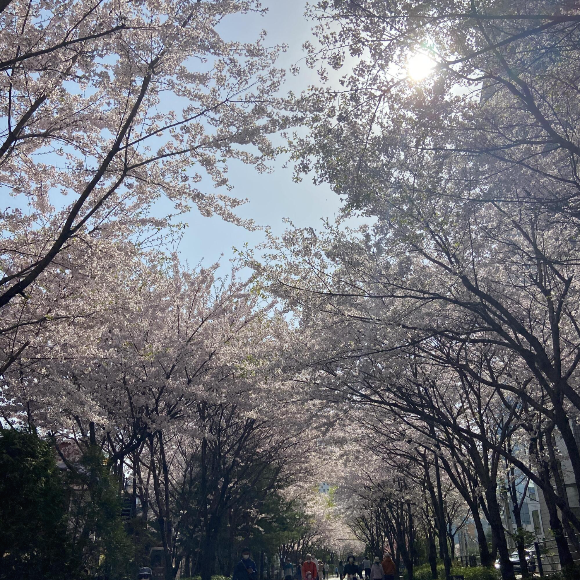 경의선숲길-맛집-대표사진-벚꽃사진