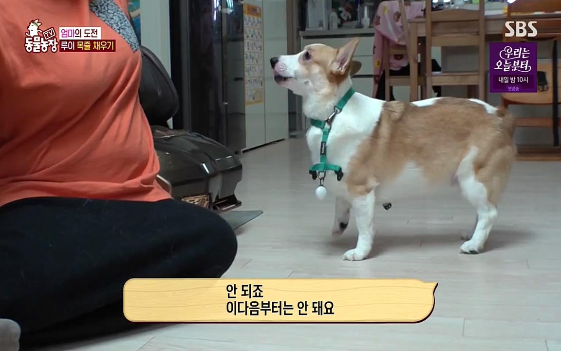 TV 동물농장.E1068.220509p-NEXT.mp4_20220508_173812.433.jpg