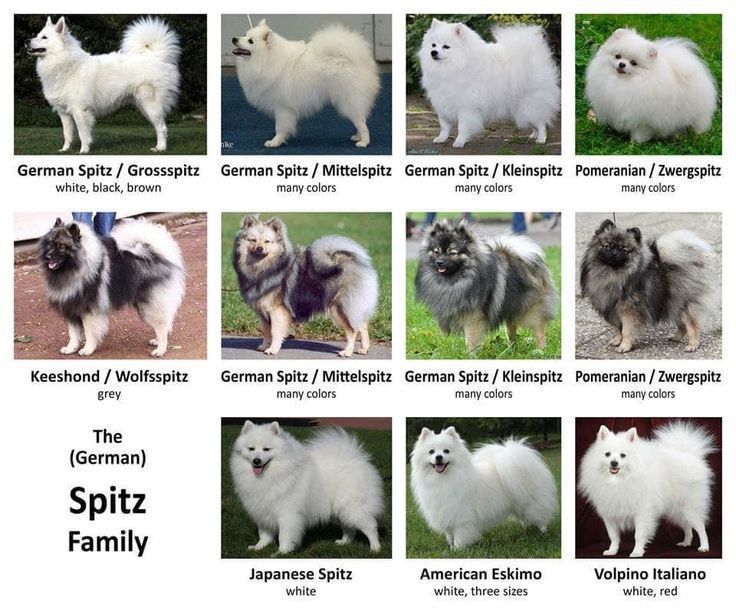 저먼 스피츠 패밀리 (German Spitz Family) 사진