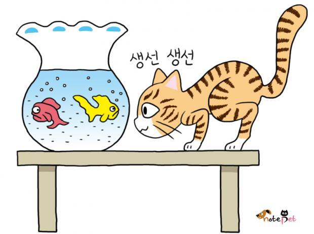 고양이-생선-좋아하는-이유-날생선-실명