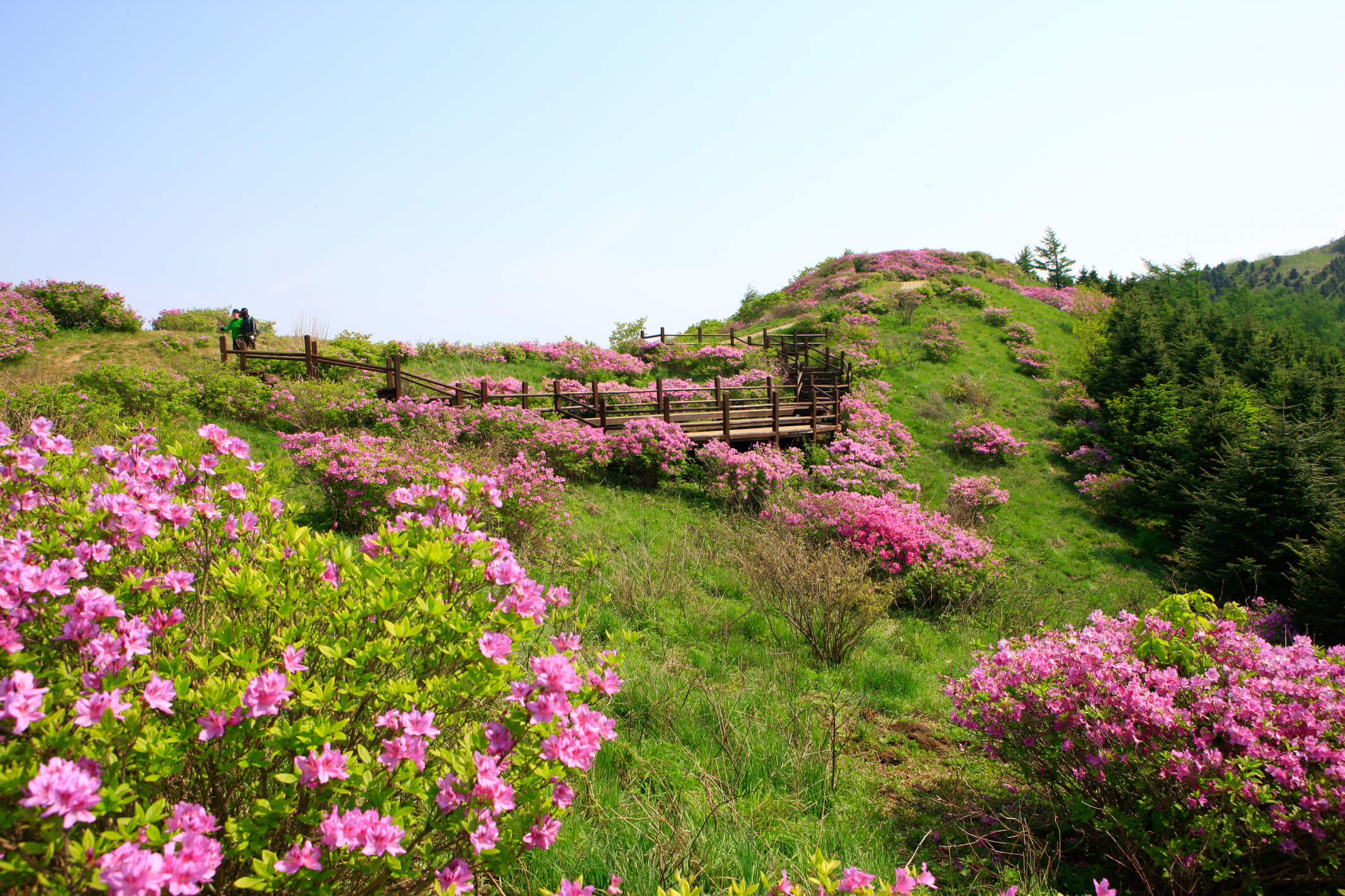바래봉철쭉능선