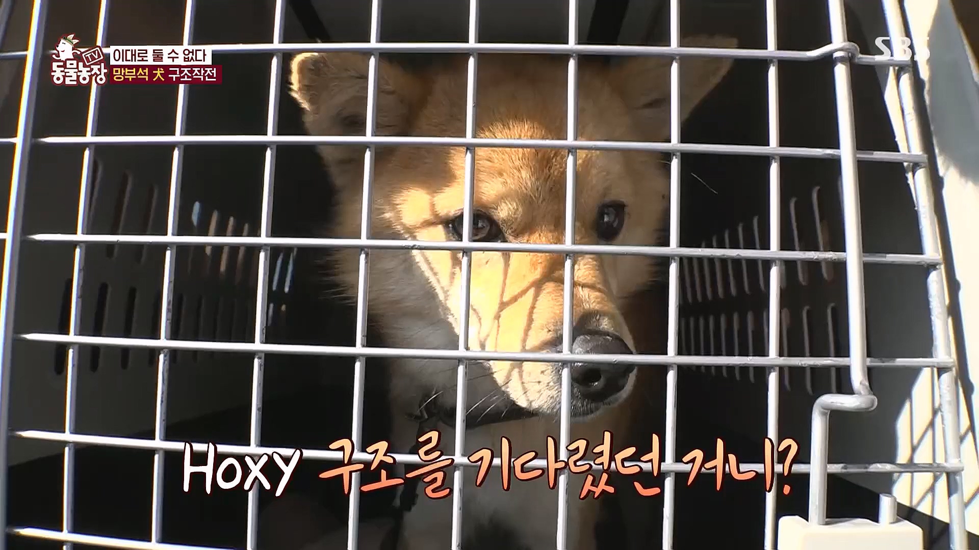 TV 동물농장.E1104.230115p.H264-F1RST.mp4_20230115_173217.928.jpg