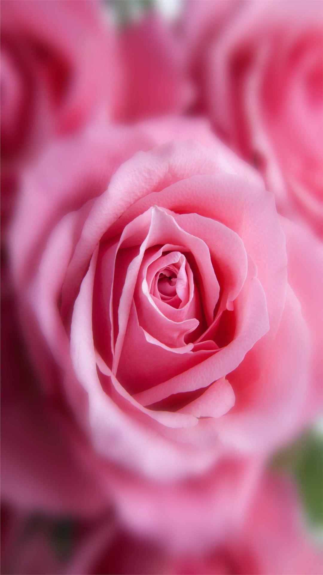 Rose Flower iPhone Wallpaper